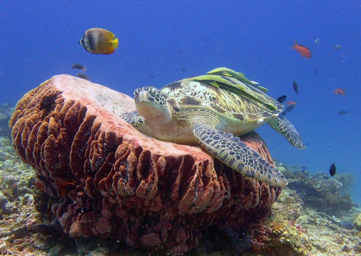 Anema Wellness & Resort Gili Lombok - Diving Center Padi Tanjung  Екстериор снимка